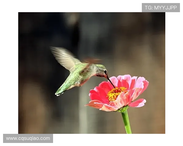 振翅惊鸿,情定蜂鸟:一部触及灵魂的时代挽歌